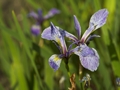 Iris versicolor Kosaciec